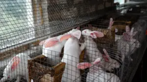 Brasil sanciona Lei que proíbe testes de cosméticos em animais
