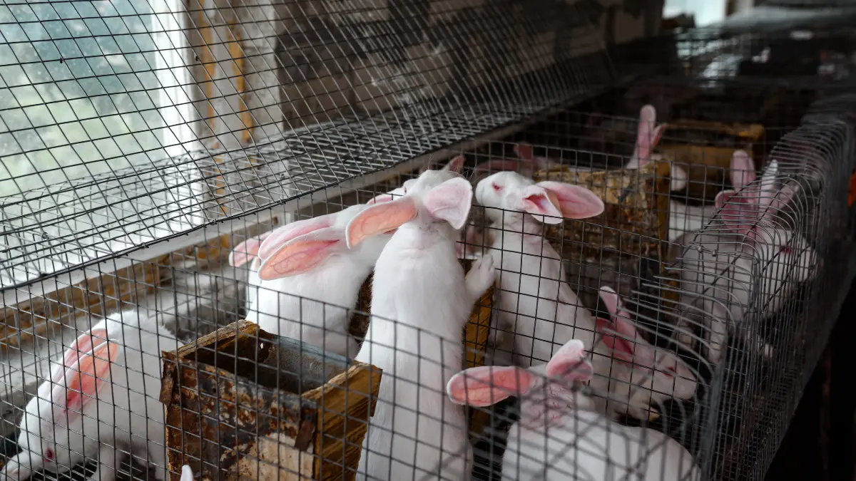 Brasil sanciona Lei que proíbe testes de cosméticos em animais